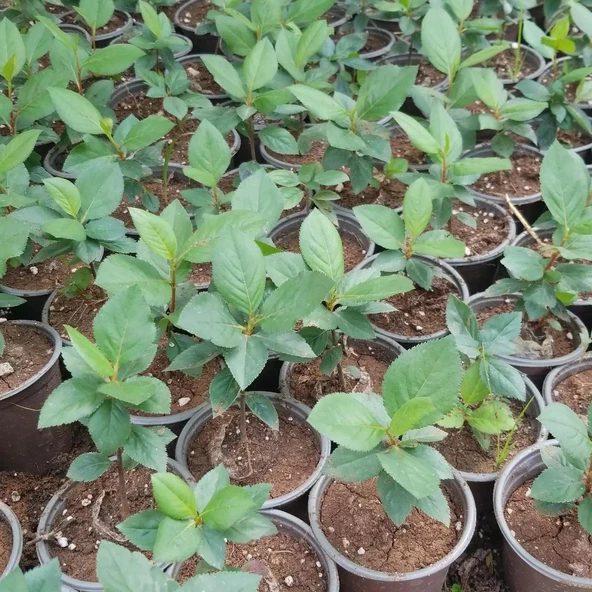 50 Adet Nero Siyah Aronya Aronia Chokeberry Fidesi (10-15 cm) - 2