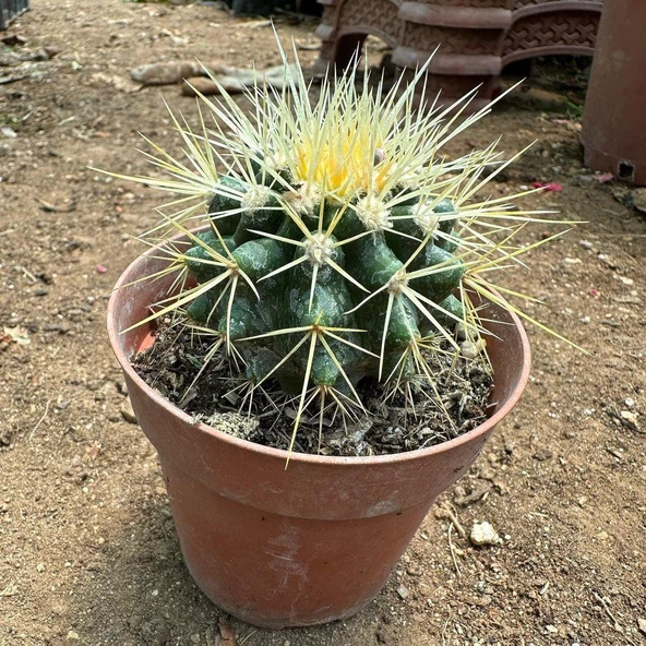 Echinocactus Grusonii - Altın Fıçı Kaktüsü (8 lik Saksıda) - 3