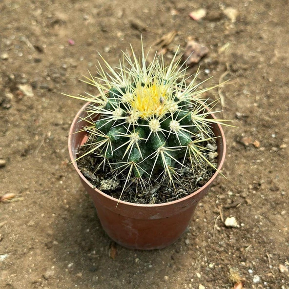 Echinocactus Grusonii - Altın Fıçı Kaktüsü (8 lik Saksıda) - 2