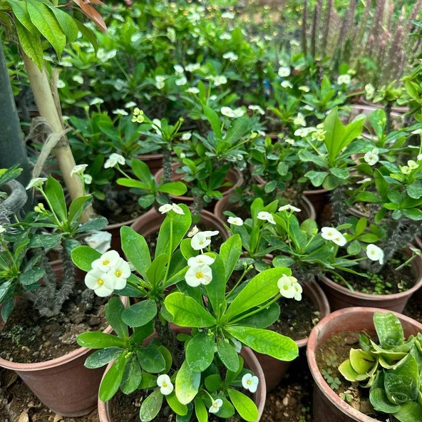 Mega Boy Euphorbia Milli Dikenler Tacı Çiçeği (BEYAZ) - Resim 5