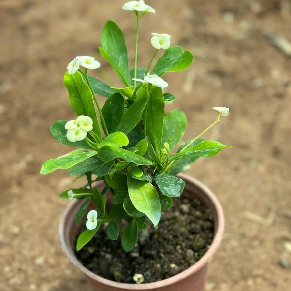 Mega Boy Euphorbia Milli Dikenler Tacı Çiçeği (BEYAZ) - Resim 3