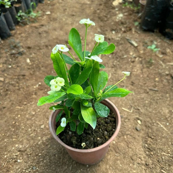 Mega Boy Euphorbia Milli Dikenler Tacı Çiçeği (BEYAZ) - Resim 2