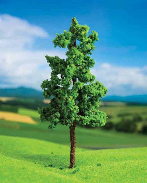 Dişbudak Ağacı 7 cm 2 Adet