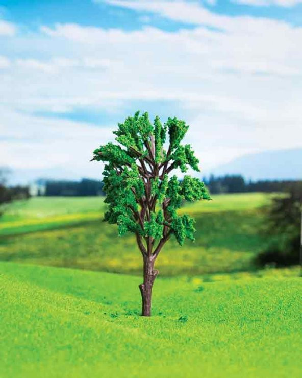 Okaliptüs Ağacı 7,5 cm 2 Adet
