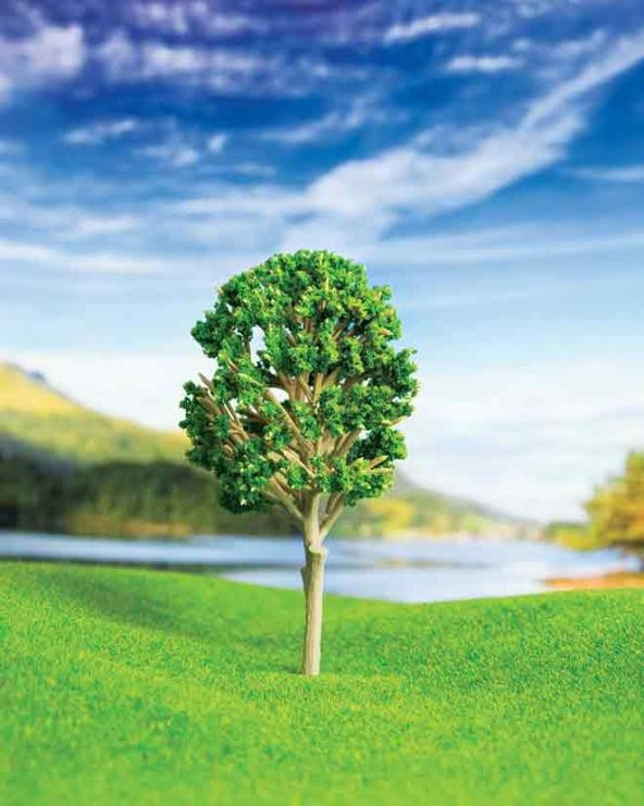 Ceviz Ağacı 9 cm 2 Adet
