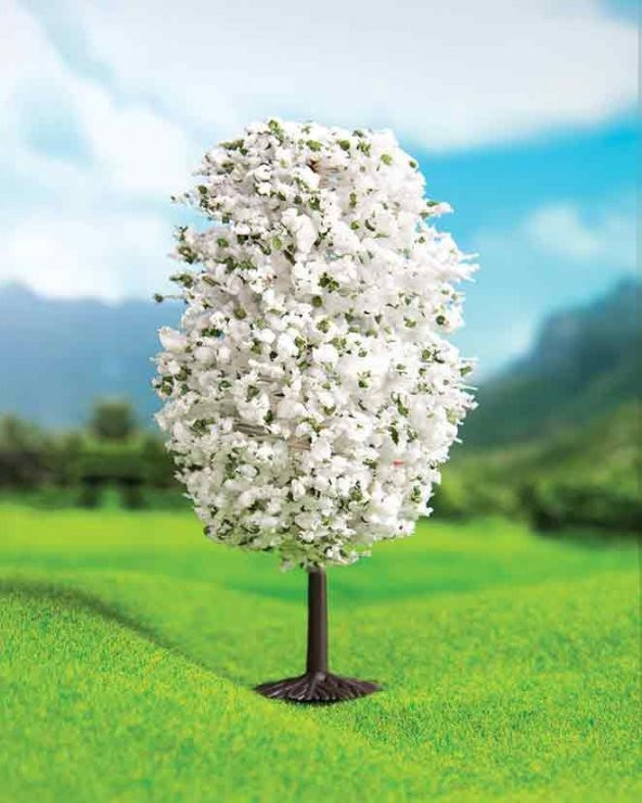 Beyaz Dağ Çamı 6,5 cm 3 Adet