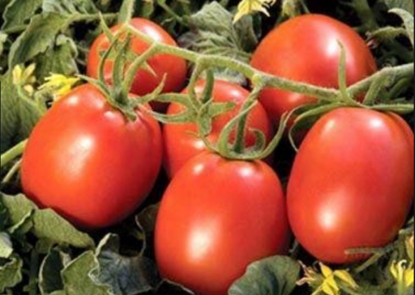 Domates Coşturan Gübre 20 Kg
