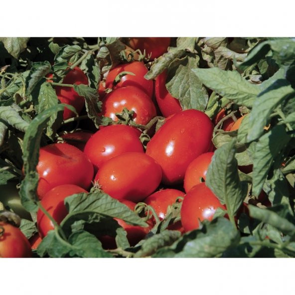 Domates Takviye Sıvı Gübre 20 Kg ürün görseli