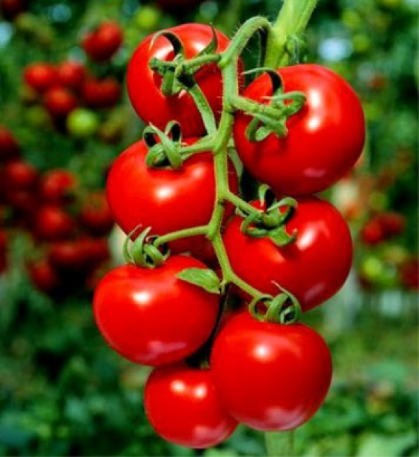 Domates Sıvı Fide Dikim Gübresi 5 Kg - Resim 2