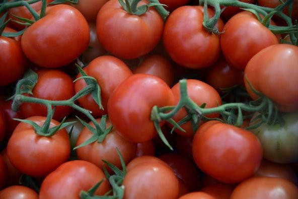 Domates Sıvı Fide Dikim Gübresi 40 Kg - Resim 2