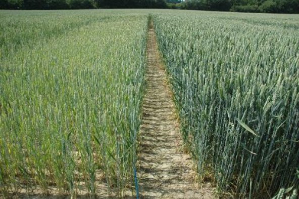 Mağnezyum sıvı gübre 5 kg - Resim 2