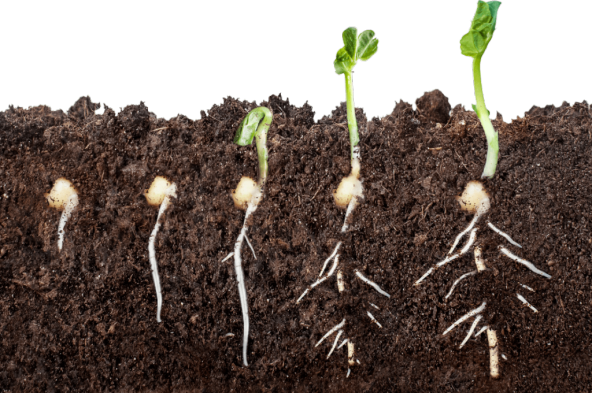 Coşarx Köklendirici - Sıvı Gübre (20 kg) ürün görseli