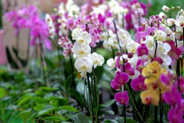 Orkideler İçin Sıvı Besin 5 kg