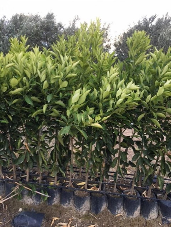 Tüplü Çekirdeksiz Lane Late Portakal Fidanı YAŞ 3 120-150 CM - 3