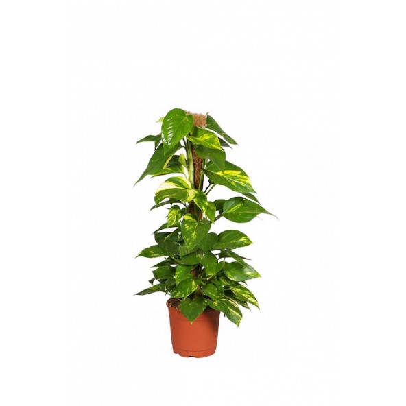Salon Sarmaşığı 60 cm Patos Sarmaşığı Pothos Sarmaşığı
