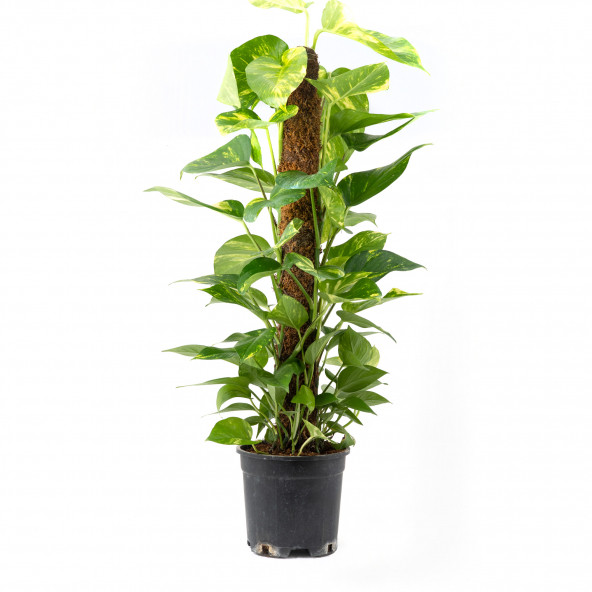 Salon Sarmaşığı 60 cm Patos Sarmaşığı Pothos Sarmaşığı - 2