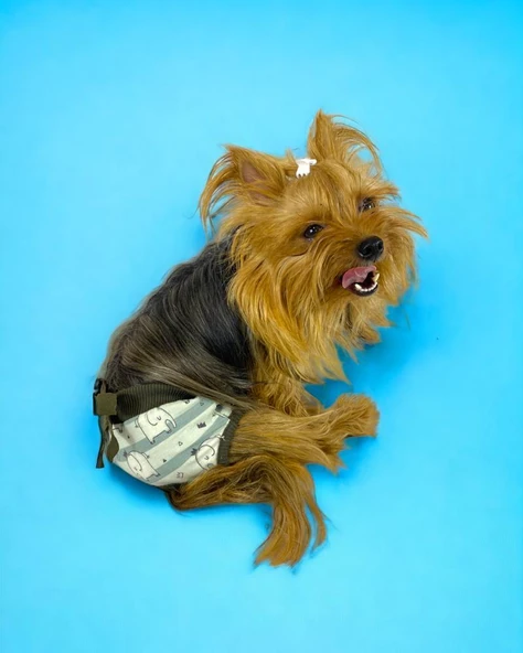 My Elephant Kemique's Secret Köpek İç Çamaşırı Regl Külot Don - 2