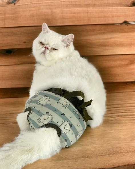 My Elephant Kemique's Secret Kedi İç Çamaşırı  Regl Külot  Don ürün görseli 1