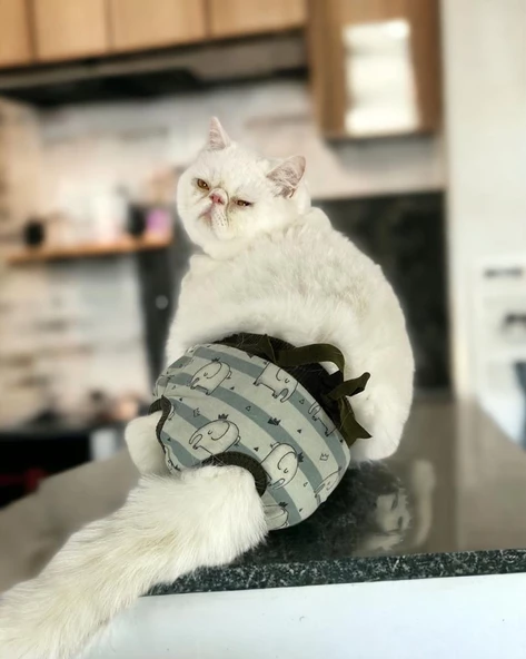 My Elephant Kemique's Secret Kedi İç Çamaşırı  Regl Külot  Don - Resim 3