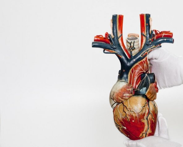 Anatomik Kalp Modeli Plastik Aparat