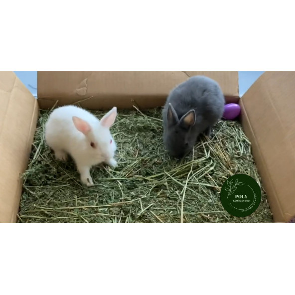 POLY Kemirgen DOĞAL KURU YONCA KEMİRGEN OTU-TAVŞAN-GİNEPİG-HAMSTER 1000 Gr - 4