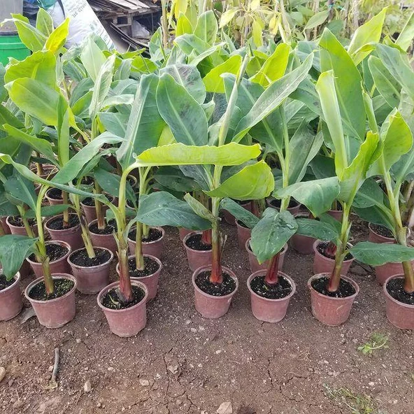 Kırmızı Muz Fidanı Özel Ürün ( 50-60cm) 1 Litrelik Saksıda - 2