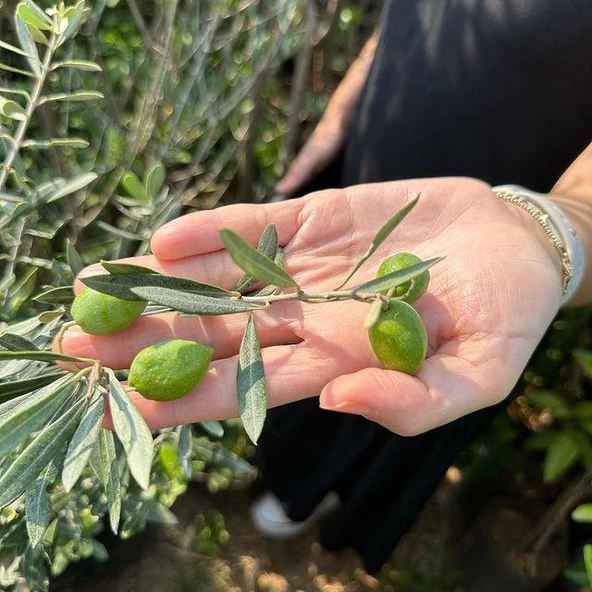 5 Adet Büyük Boy Gemlik Zeytin Fidanı+100 Cm