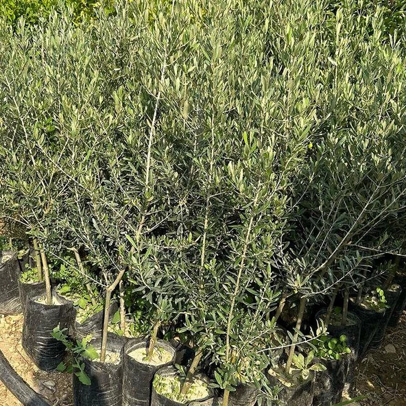 5 Adet Büyük Boy Gemlik Zeytin Fidanı+100 Cm - Resim 3