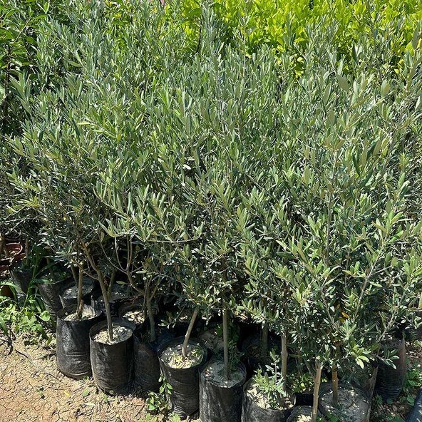5 Adet Büyük Boy Gemlik Zeytin Fidanı+100 Cm - Resim 2