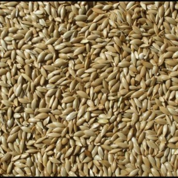 Kanarya Yemi Aspur Sade 10 Kg  Açık