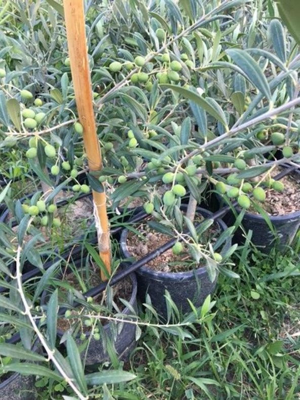 Bol meyveli Saksıda 3 Yaş Bodur Arbequeinea Ispanyol Zeytin Fidanı 50-70 CM ürün görseli 1