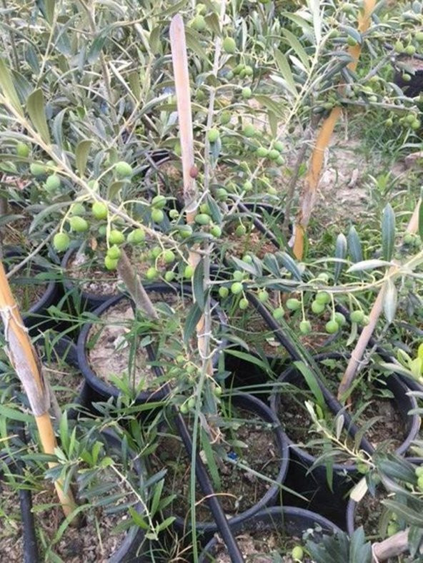 Bol meyveli Saksıda 3 Yaş Bodur Arbequeinea Ispanyol Zeytin Fidanı 50-70 CM - Resim 2
