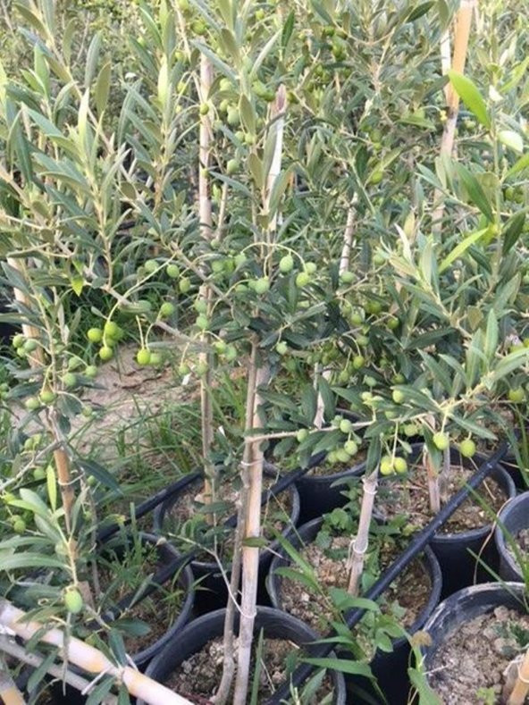 Bol meyveli Saksıda 3 Yaş Bodur Arbequeinea Ispanyol Zeytin Fidanı 50-70 CM - Resim 3