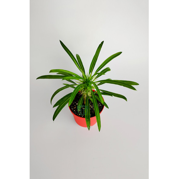 Madagaskar Palmiyesi fidanı köklü kırmızı saksıda Pachypodium Lamerei özel tür hediyelik kaktüs - 3