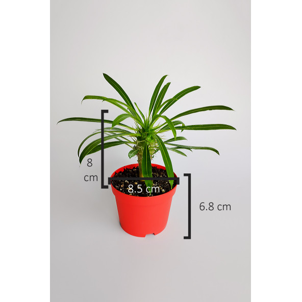Madagaskar Palmiyesi fidanı köklü kırmızı saksıda Pachypodium Lamerei özel tür hediyelik kaktüs - 6
