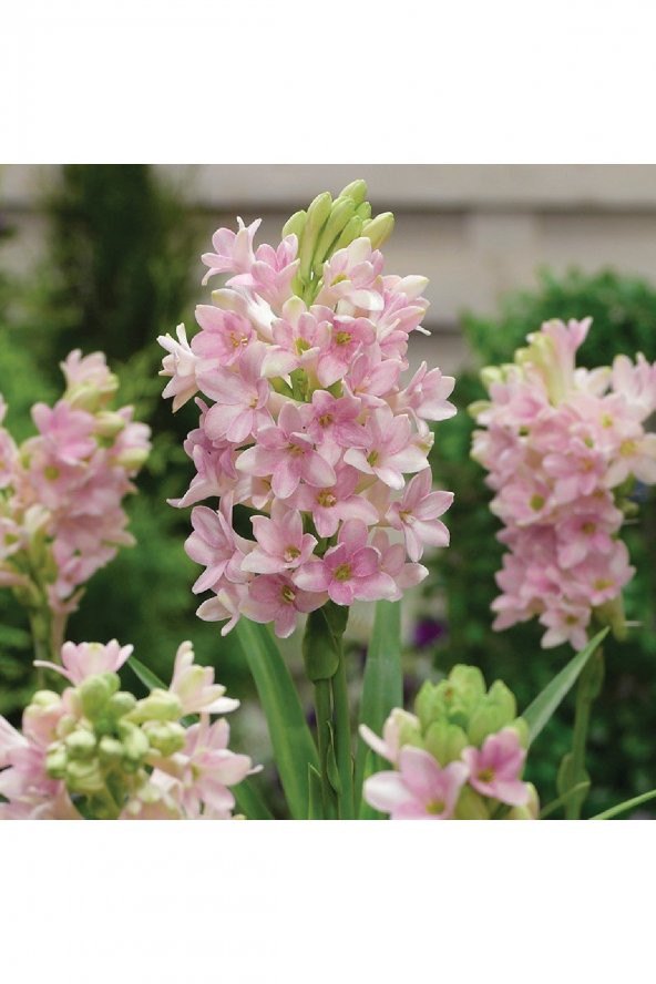 Mis Kokulu Katlı Sümbül Teber (Polianthes Tuberosa) Soğanı - Pembe