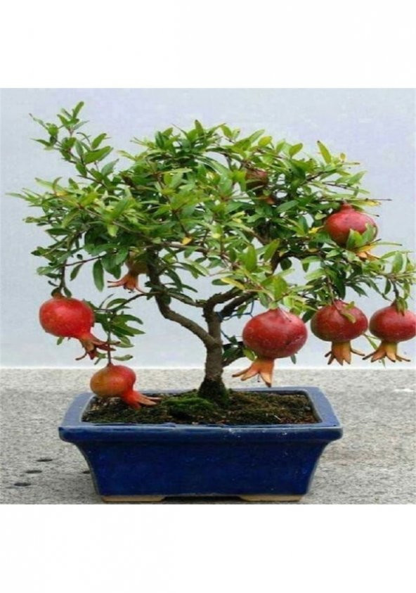 Bodur Bonsai Nar Ağacı Tohumu