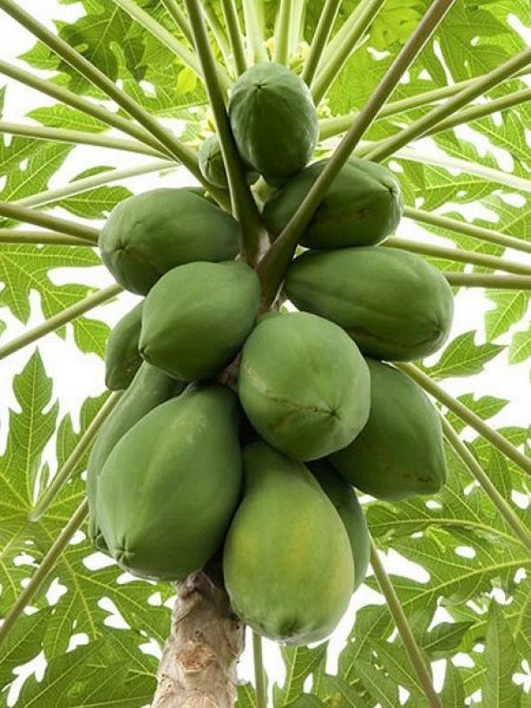 Papaya (Ağaç Kavunu) Tohumu