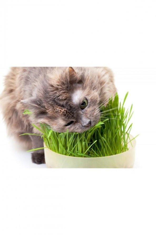 Gardenmix Garden Mix Kedi Çimi 13 - 18 Cm - 3