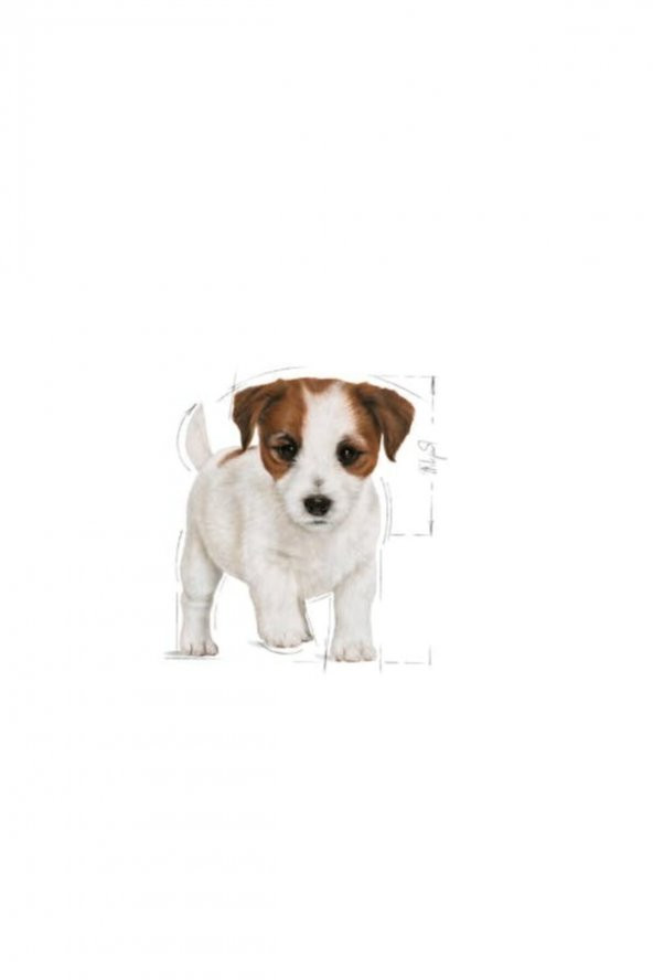 Royal Canin Mini Puppy Küçük Irk Yavru Köpek Maması 2 Kg - 3