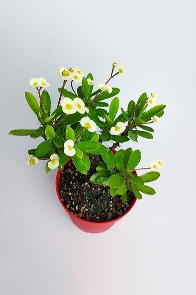 Ebruli Dikenler Tacı Japon İğnesi Euphorbia Milii 10-20 Cm - Resim 3