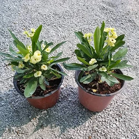 Ebruli Dikenler Tacı Japon İğnesi Euphorbia Milii 10-20 Cm - Resim 2