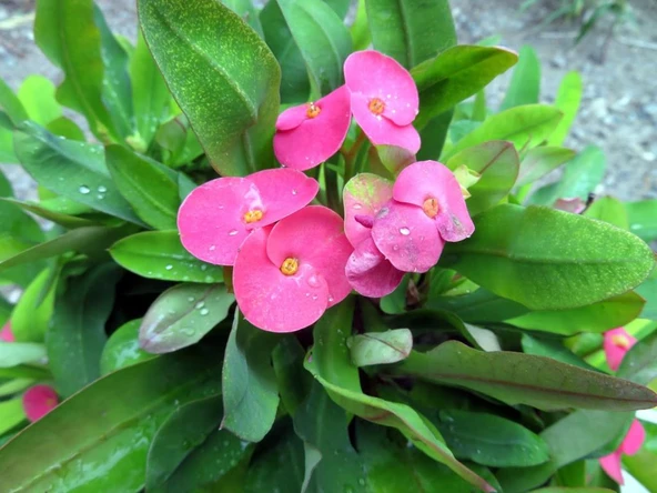 Ebruli Dikenler Tacı Japon İğnesi Euphorbia Milii 10-20 Cm - Resim 4