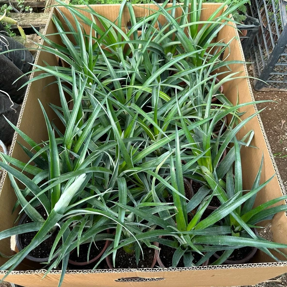 Saksıda Ananas Meyvesi Fidanı (Abacaxi Cinsi) - Resim 4