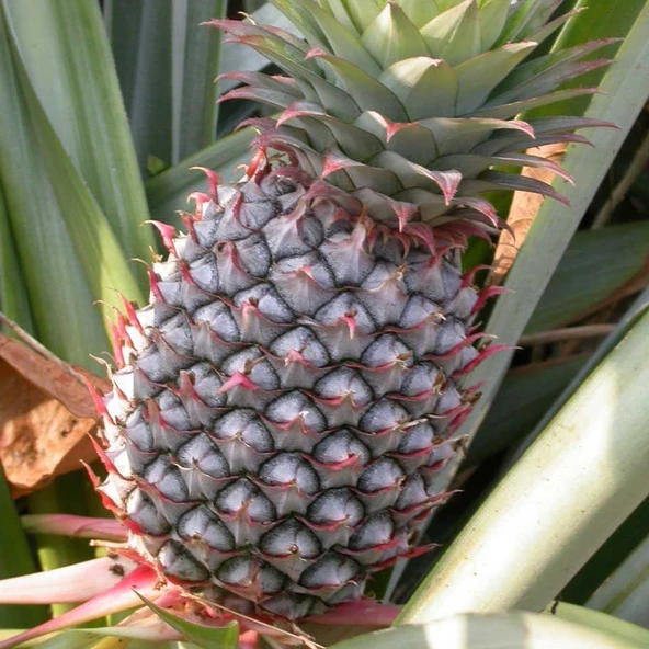 Saksıda Ananas Meyvesi Fidanı (Abacaxi Cinsi) ürün görseli 1