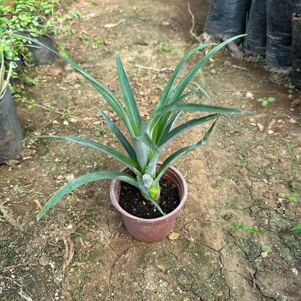 Saksıda Ananas Meyvesi Fidanı (Sugarloaf Cinsi) - Resim 2