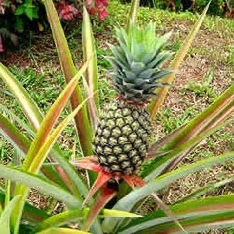Saksıda Ananas Meyvesi Fidanı (Sugarloaf Cinsi) ürün görseli 1