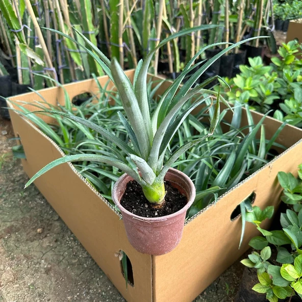 Saksıda Ananas Meyvesi Fidanı (Abacaxi Cinsi) - Resim 3