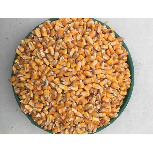 Tane Mısır 5 Kg Tüm Mısır Yemlik Mısır Hayvan Yemi "Balık Yemi" - 2