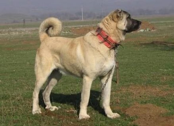 Çivili Tasma Dokuma Kangal Köpek Boyun Tasması Dikenli Kurt Tasma - 3